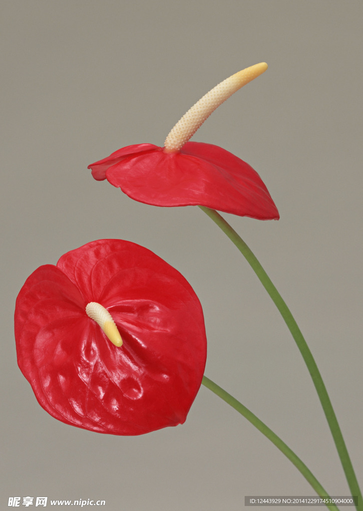 插花艺术