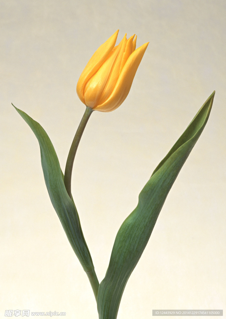 插花