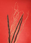 插花