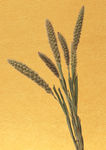 插花