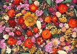 插花