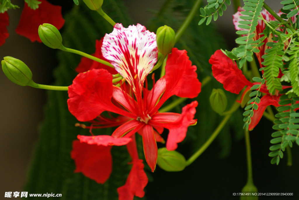 龙牙花