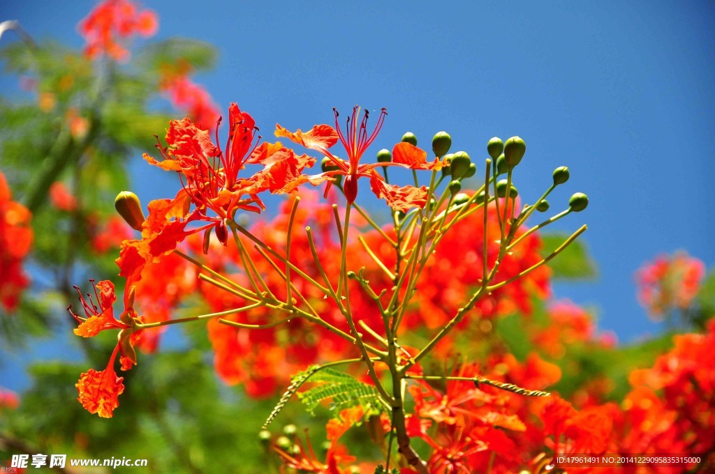 龙牙花