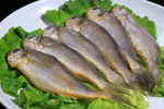 小黄鱼