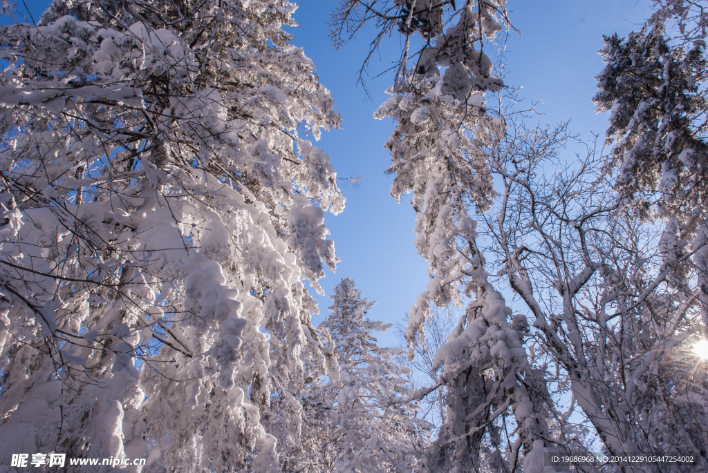 冬季森林雪景