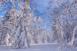 冬季森林雪景