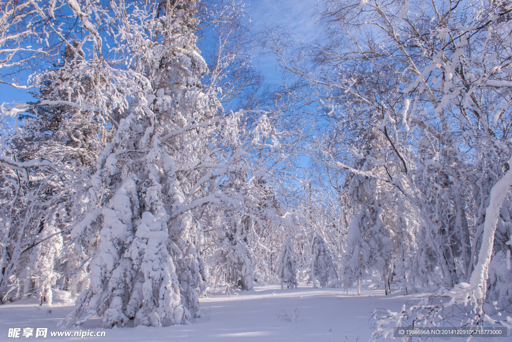 冬季森林雪景