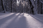 冬季森林雪景