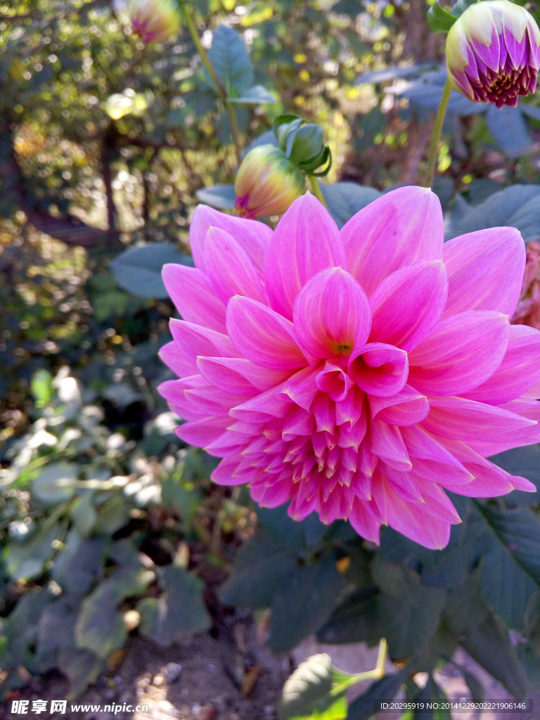 花开富贵
