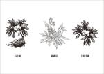 五指毛桃 五叶神 素描 线稿