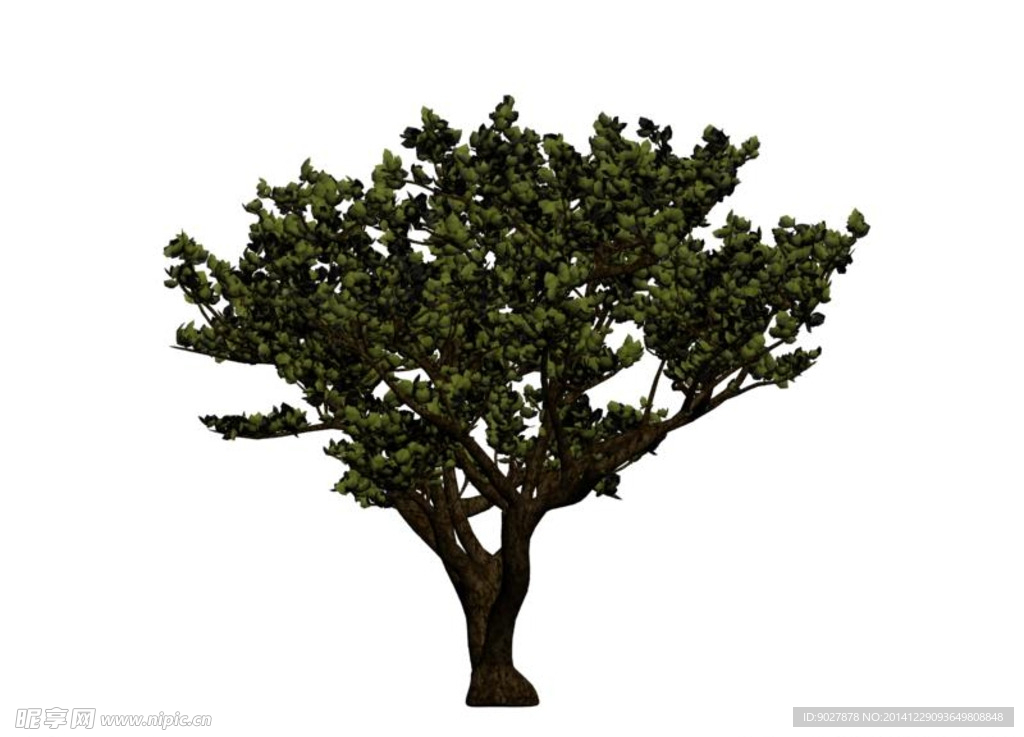 常青树3D模型