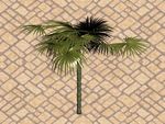热带植物3D模型