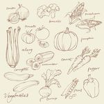 蔬菜