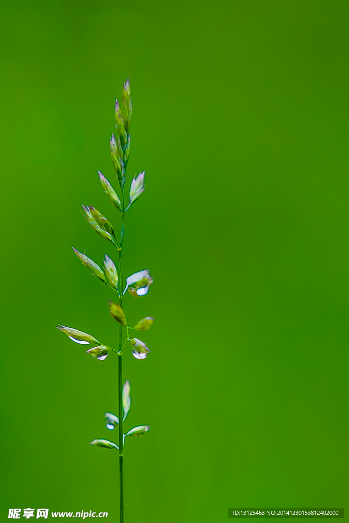 青草