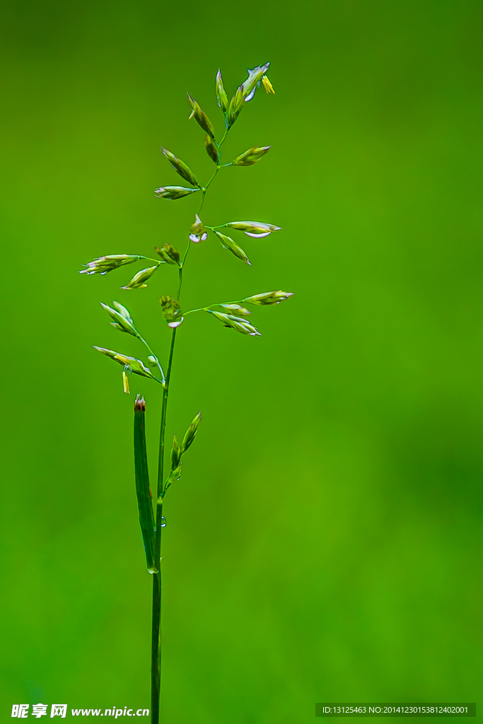 青草