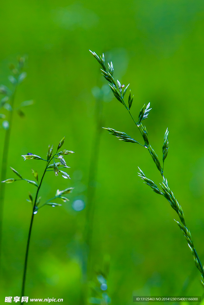 青草