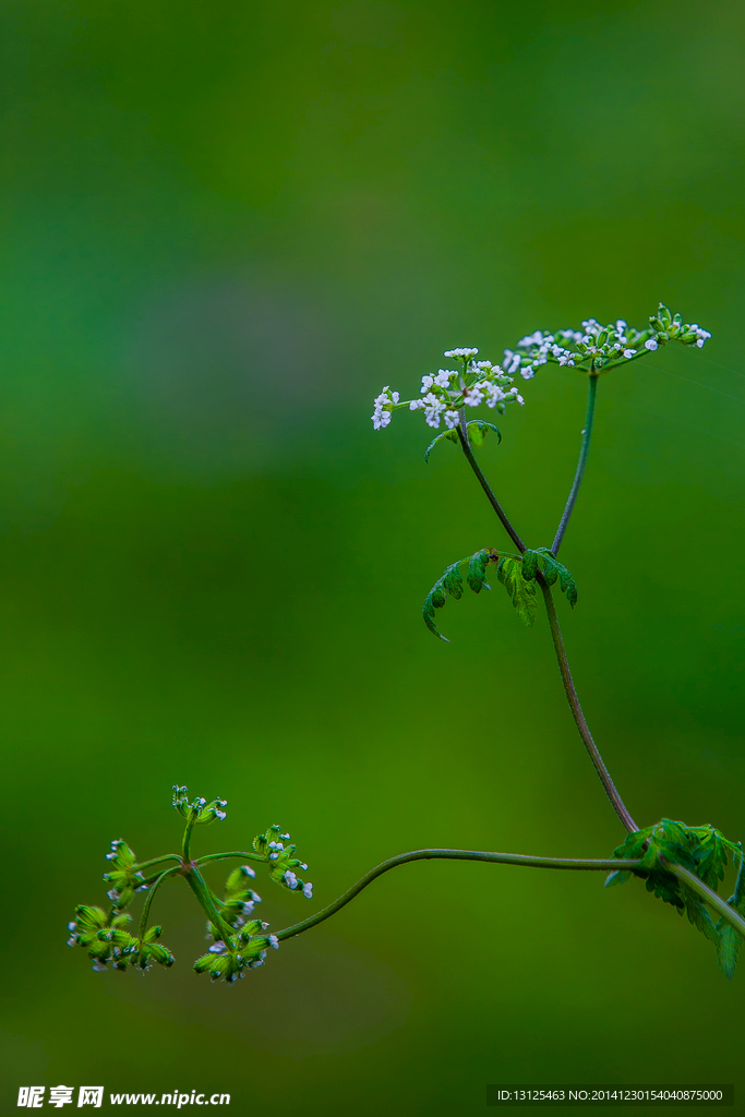 青草