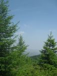 苏木山白桦风景