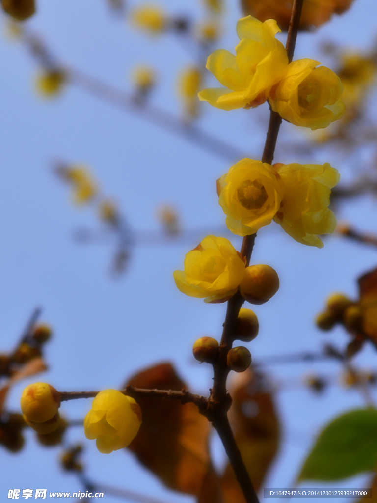 腊梅花开暗香来