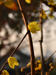 腊梅花开暗香来