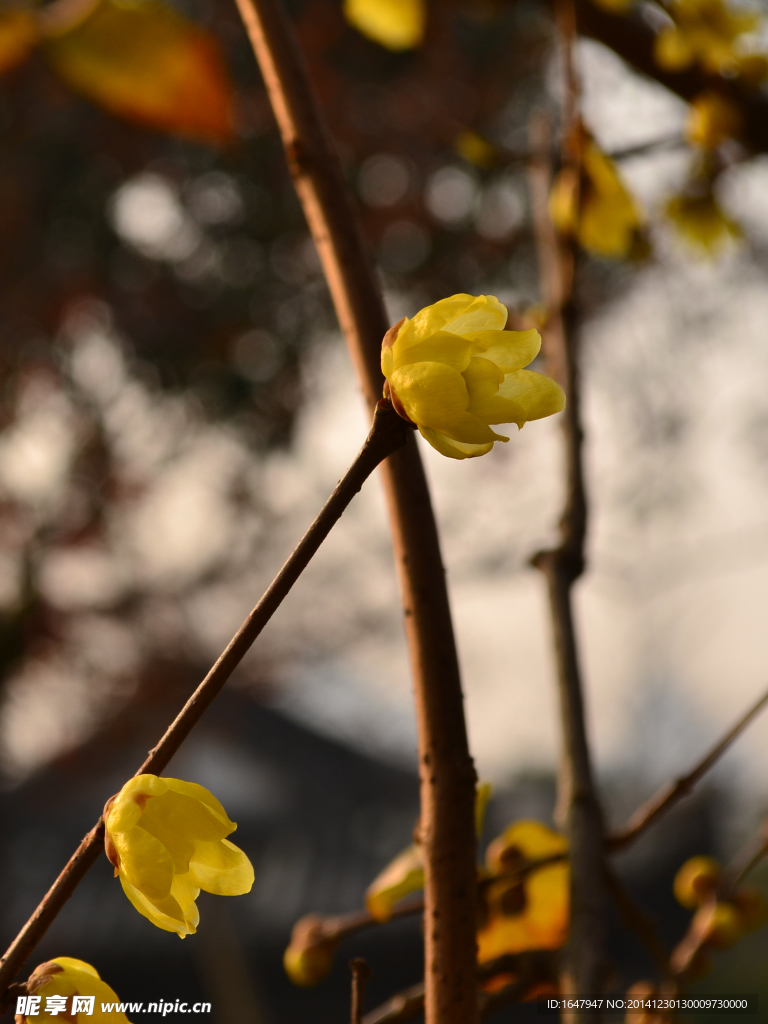 腊梅花开暗香来