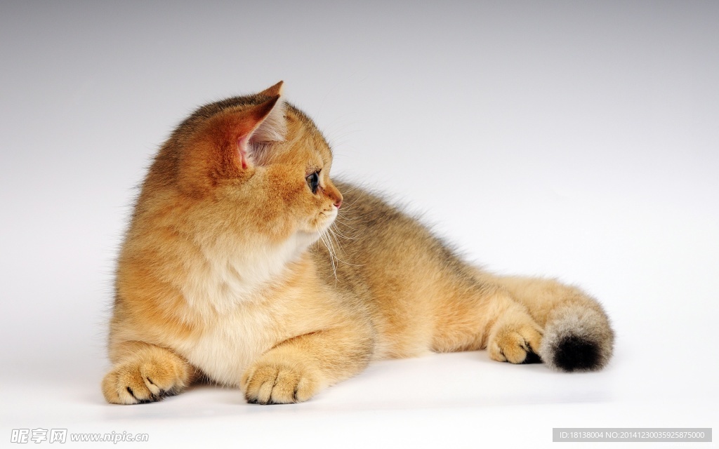 可爱的猫咪