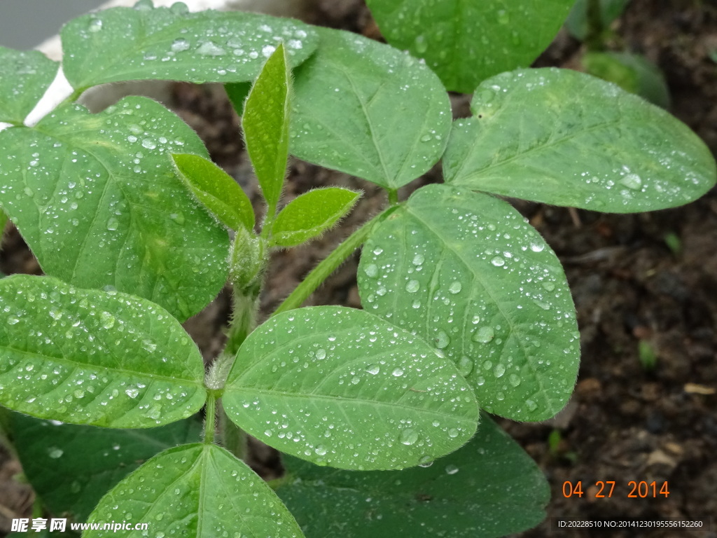 雨露滋润