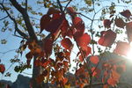 红色乌桕树叶