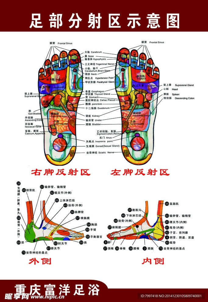 足部坐骨神经反射区图图片