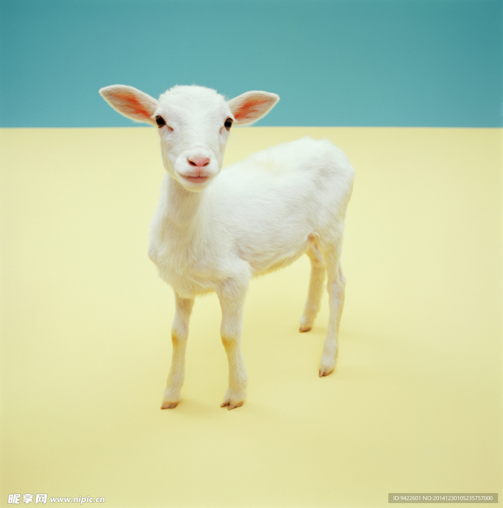 动物羊