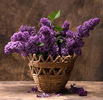 紫丁香花