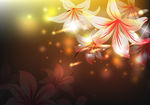 高清水滴辉光百合花背景图