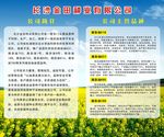 金田种业种子公司展板 油菜花