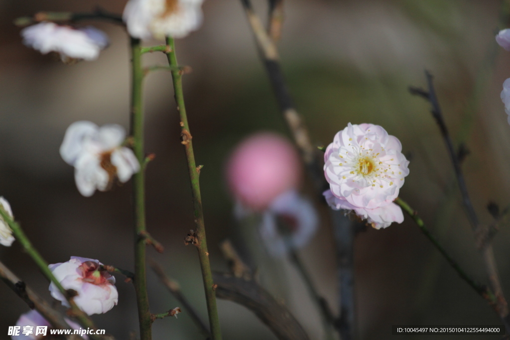 红梅花开