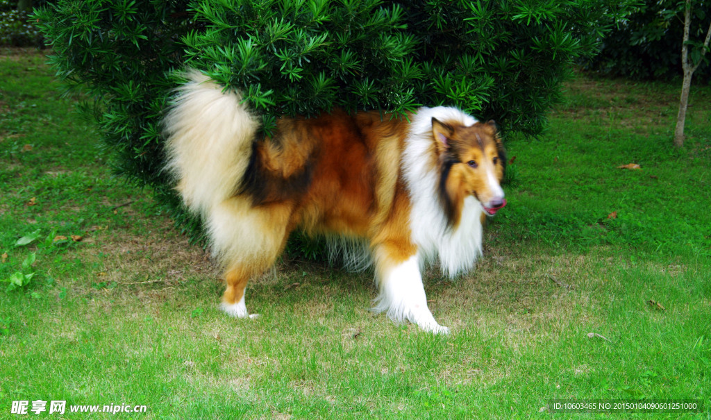 牧羊犬撒尿