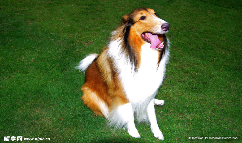 牧羊犬