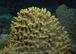 海洋世界