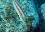 海洋世界