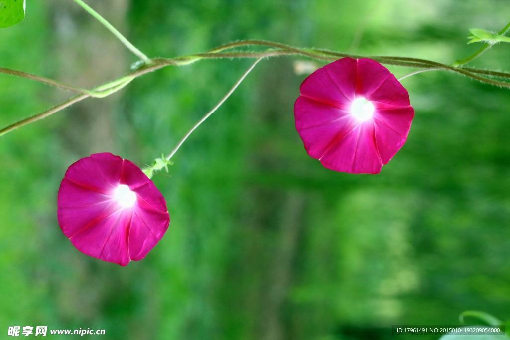牵牛花