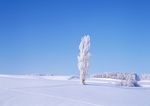 雪景