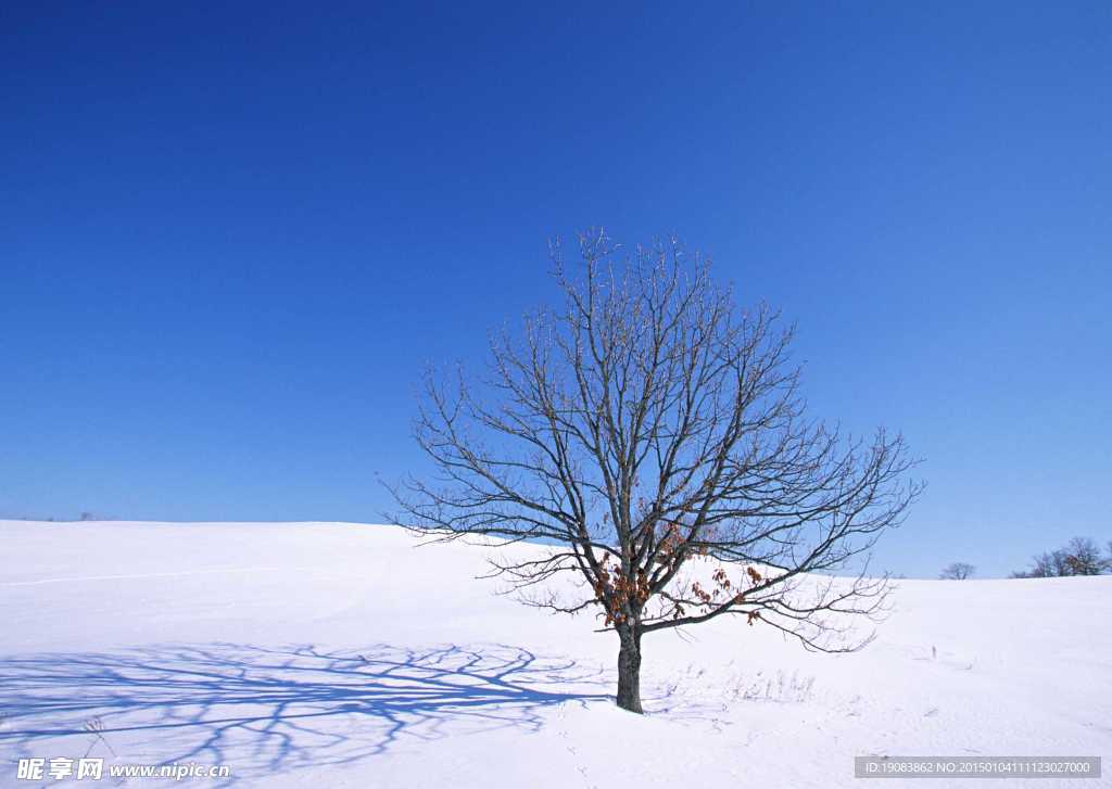 雪景树木