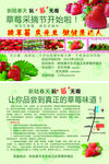 摘草梅庆元旦