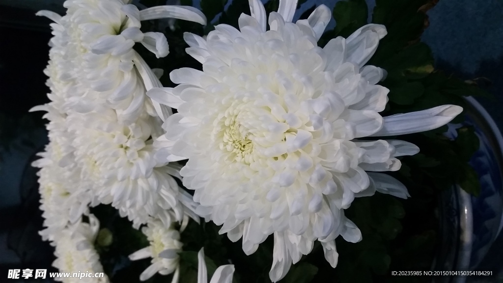 菊花
