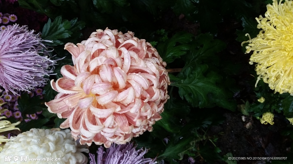 菊花