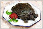 甲鱼炖肉