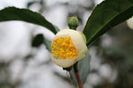 茶花