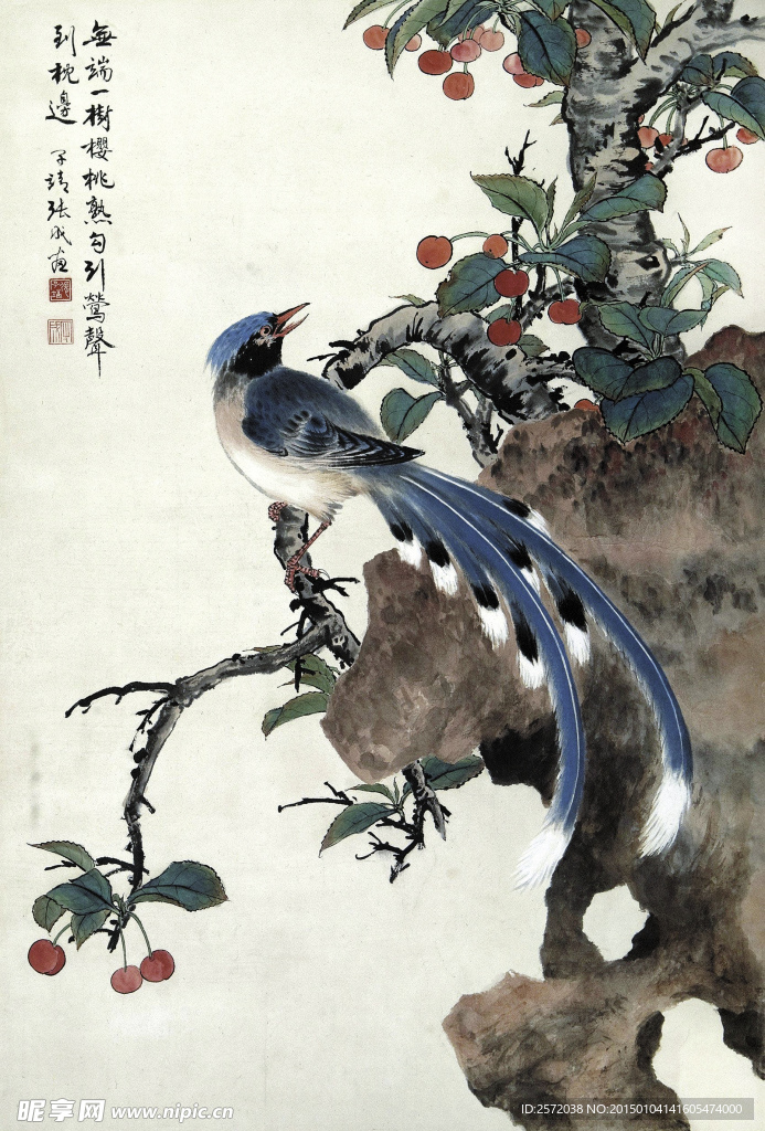 樱桃绶带