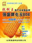 玉米种子宣传单图片
