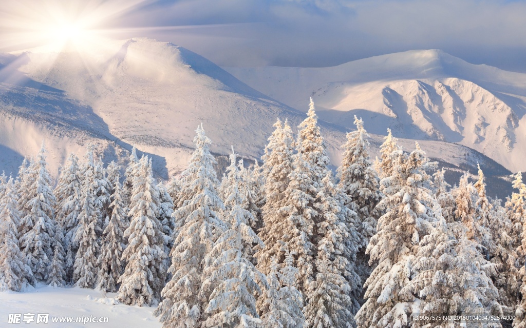 日出阳光雪山雪松高清图