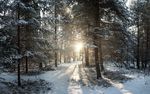 日出阳光冬季森林高清摄影图